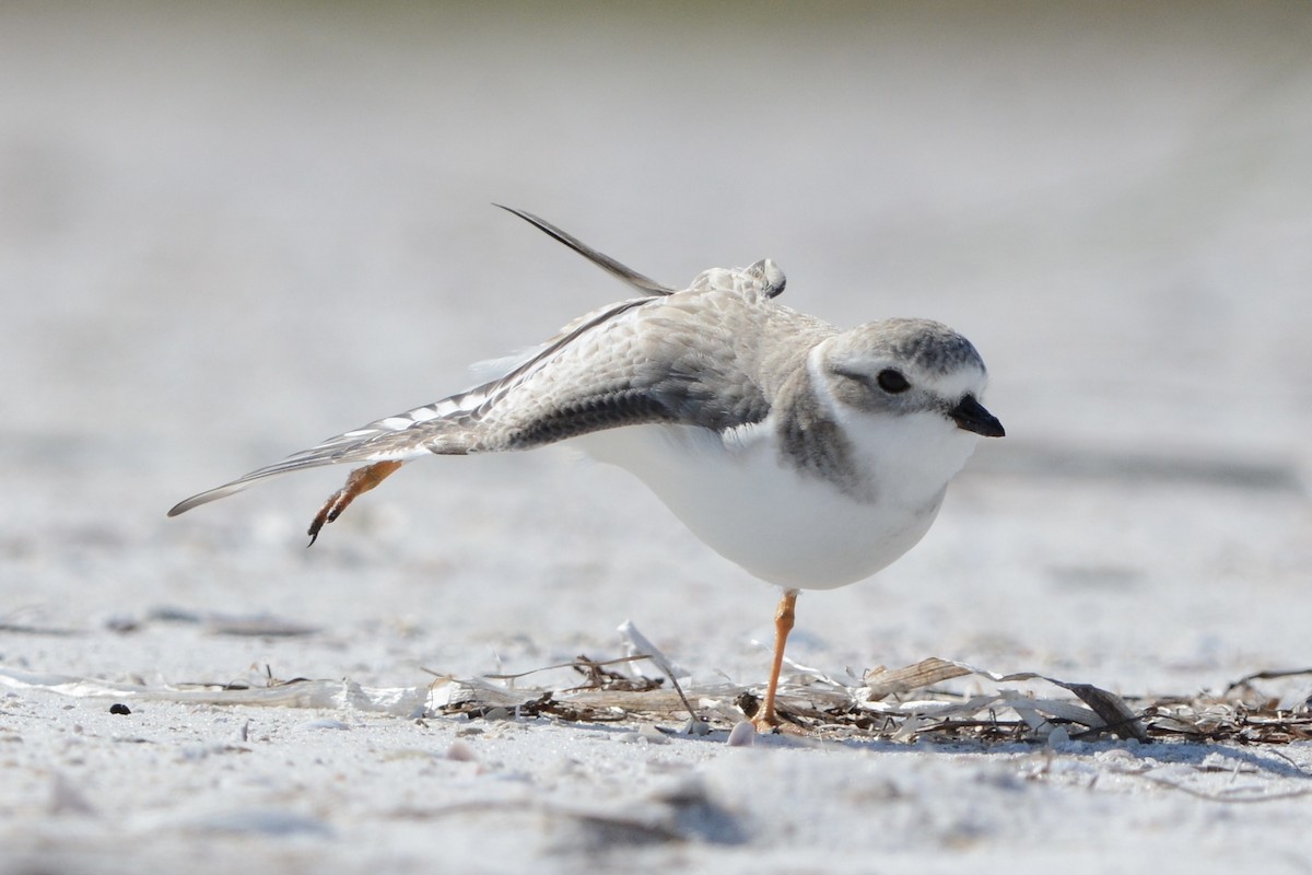 pipelo - ML646751531