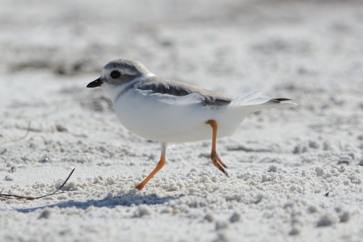 pipelo - ML646751532