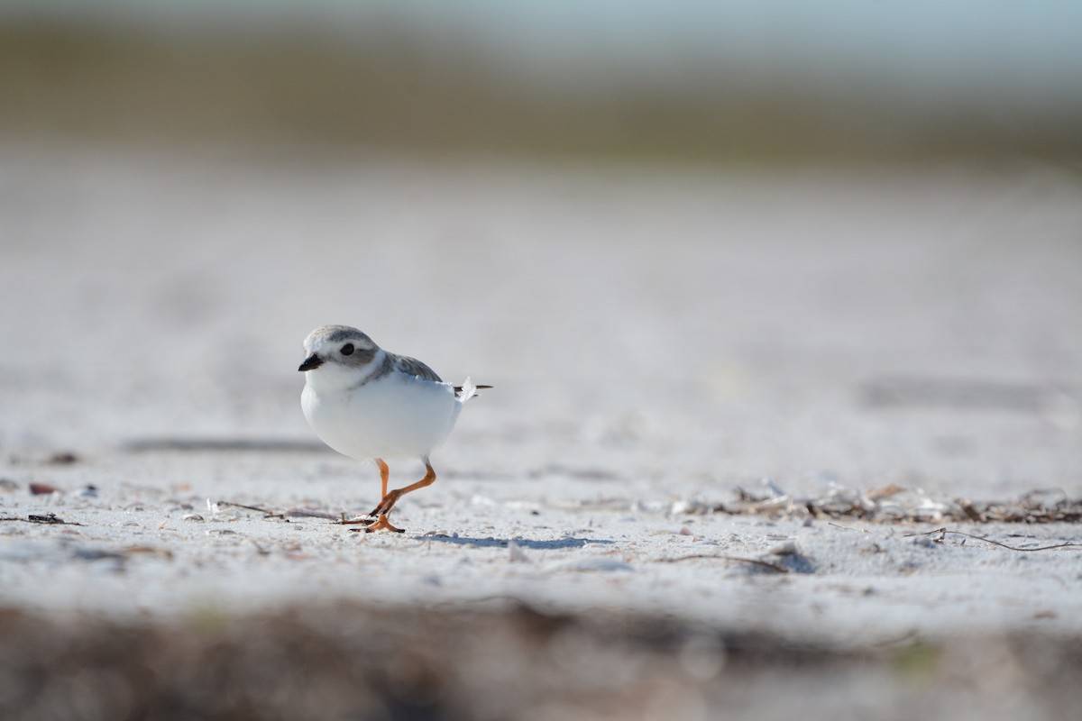 pipelo - ML646751533