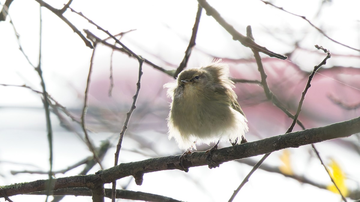 Luì piccolo - ML646751539