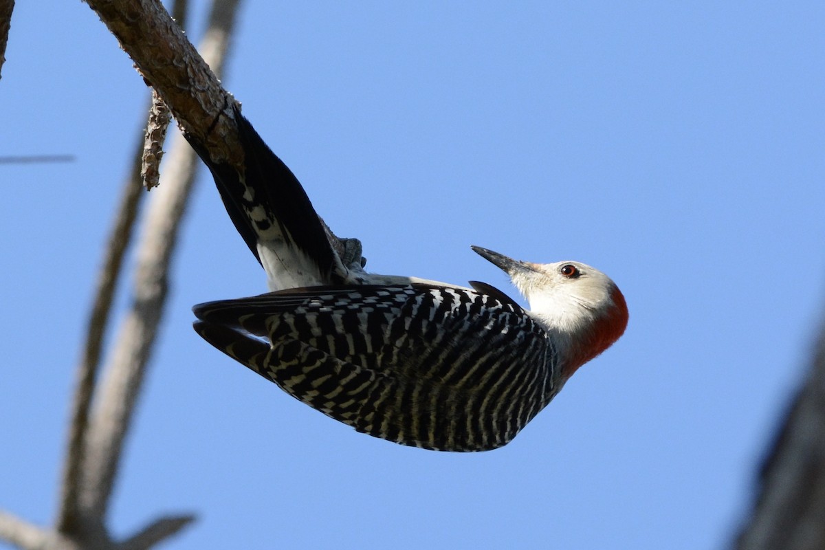 lundspett - ML646751540