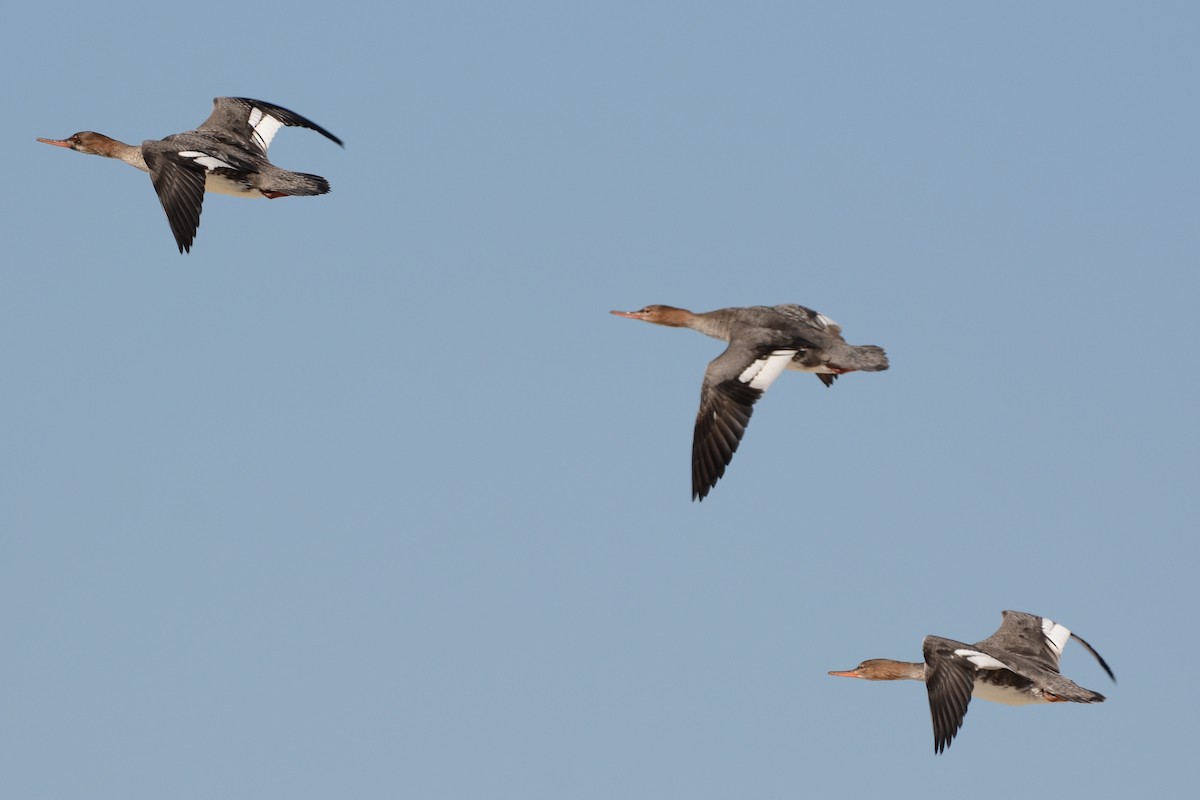 siland - ML646751543