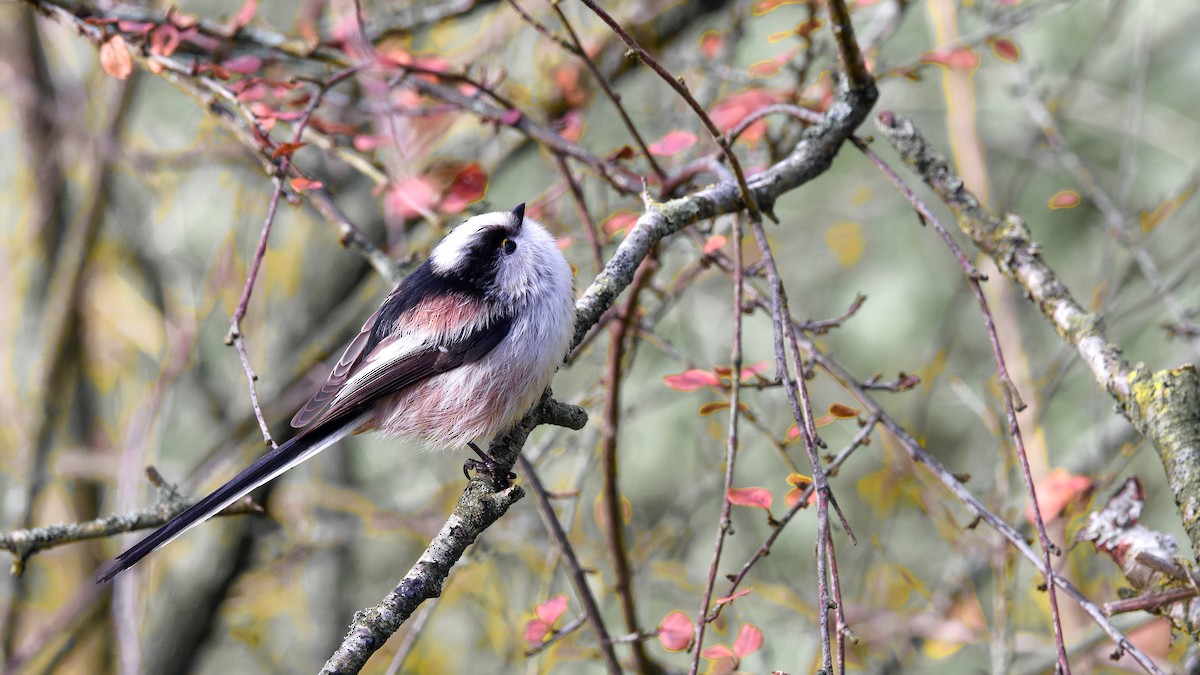 Codibugnolo - ML646751544