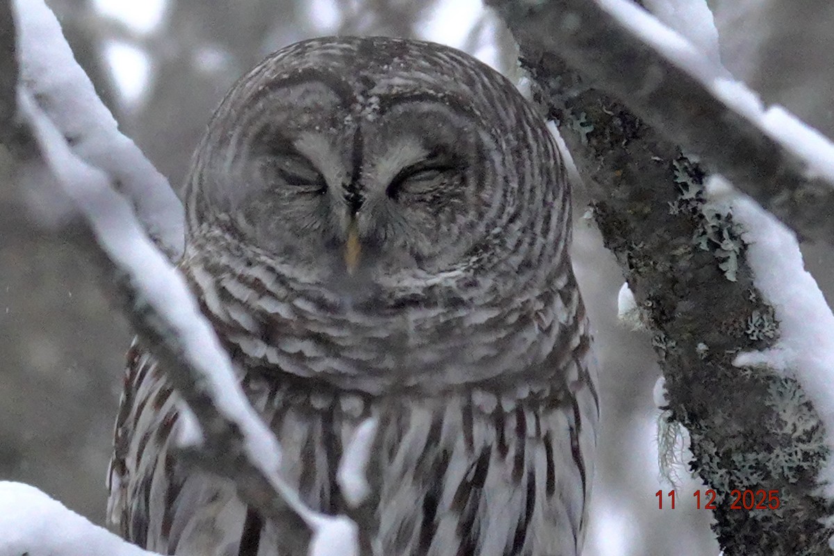 Barred Owl - ML646751545