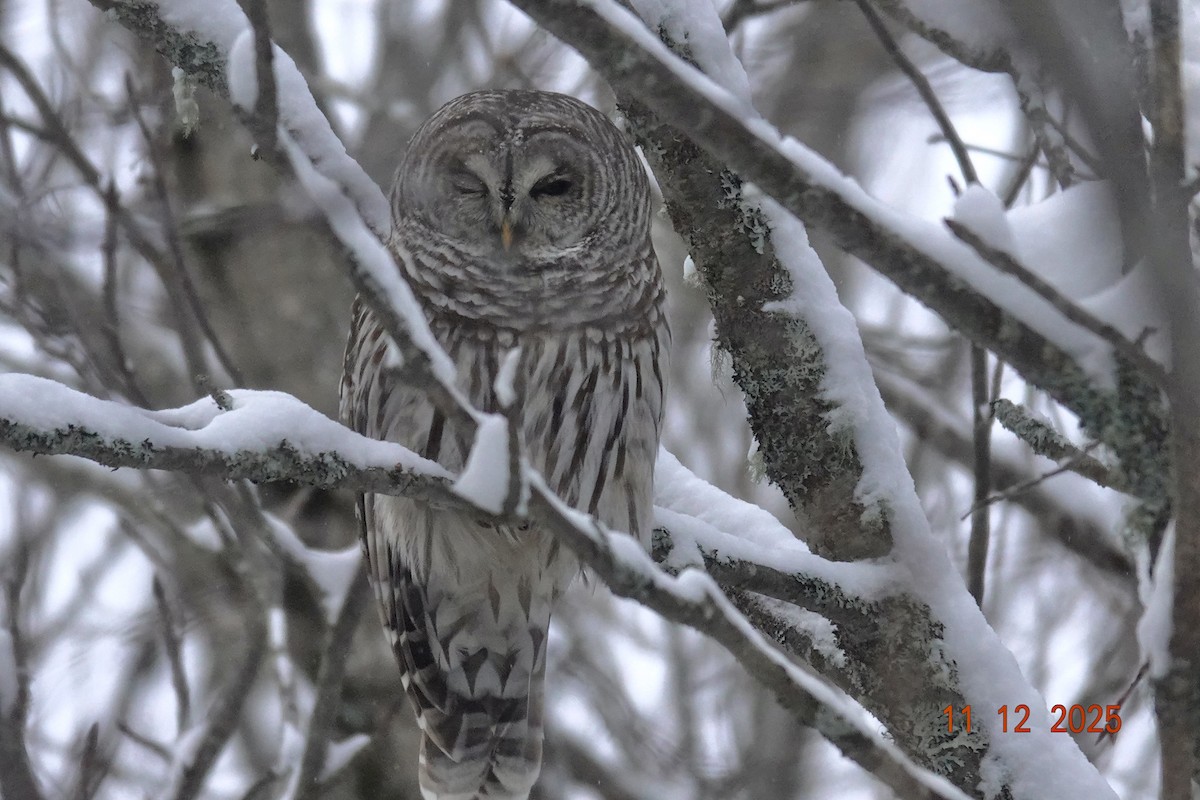 Barred Owl - ML646751546