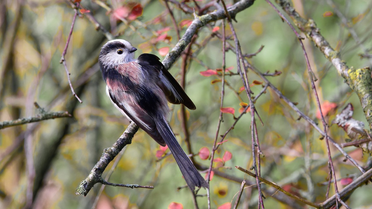 Codibugnolo - ML646751551