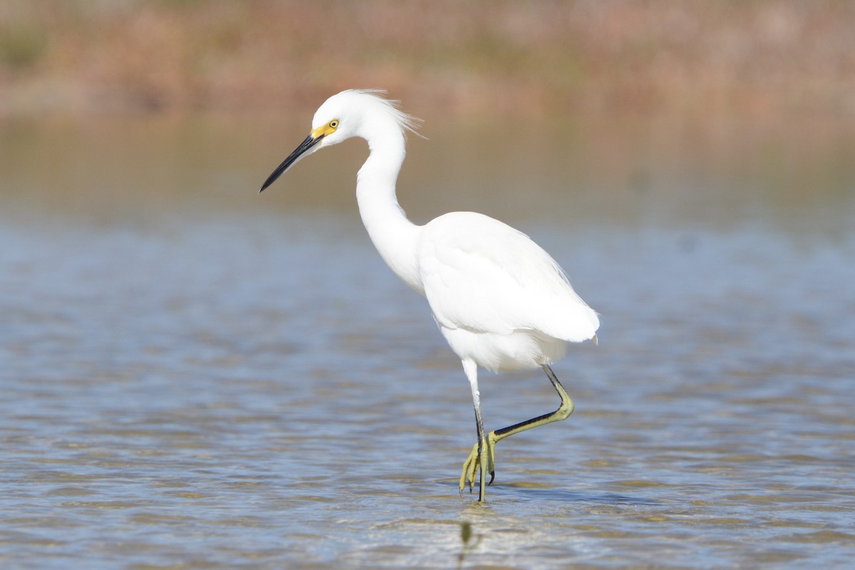 snøhegre - ML646751552