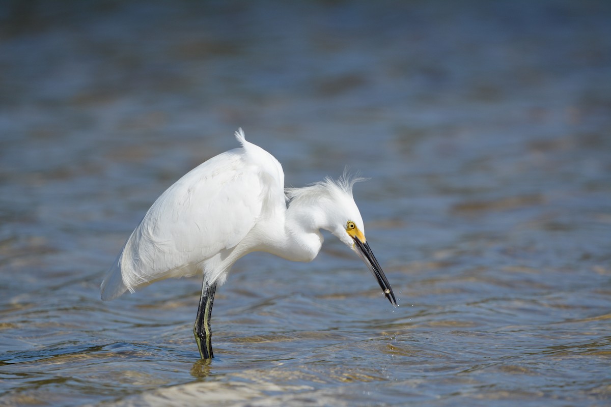 snøhegre - ML646751553