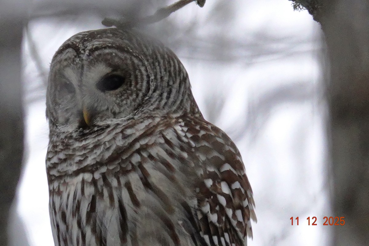 Barred Owl - ML646751572