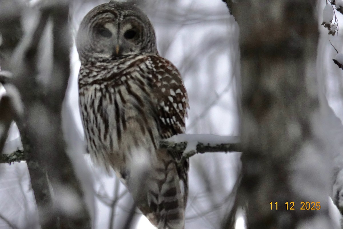 Barred Owl - ML646751573
