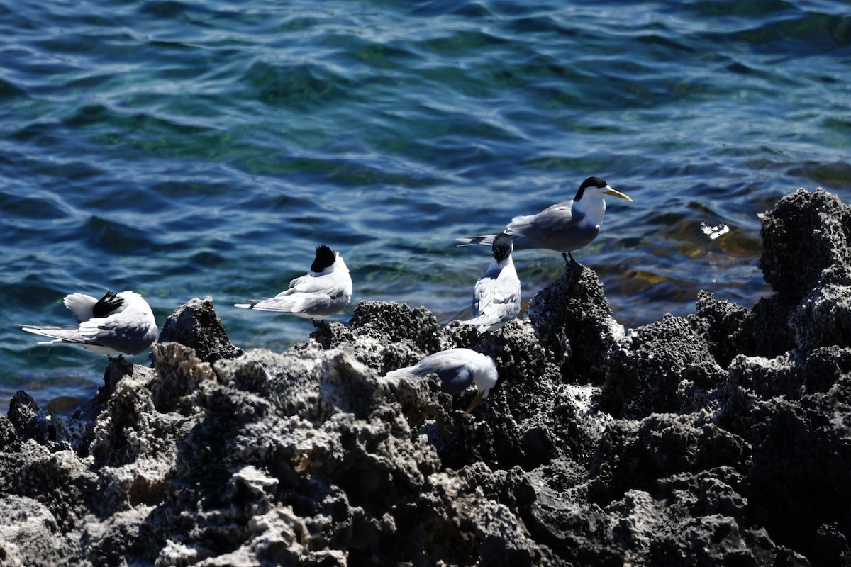Great Crested Tern - ML646751581