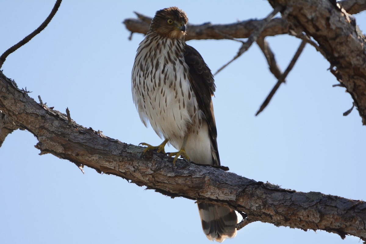 trostehauk - ML646751584