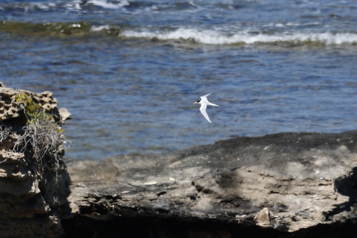 Great Crested Tern - ML646751588