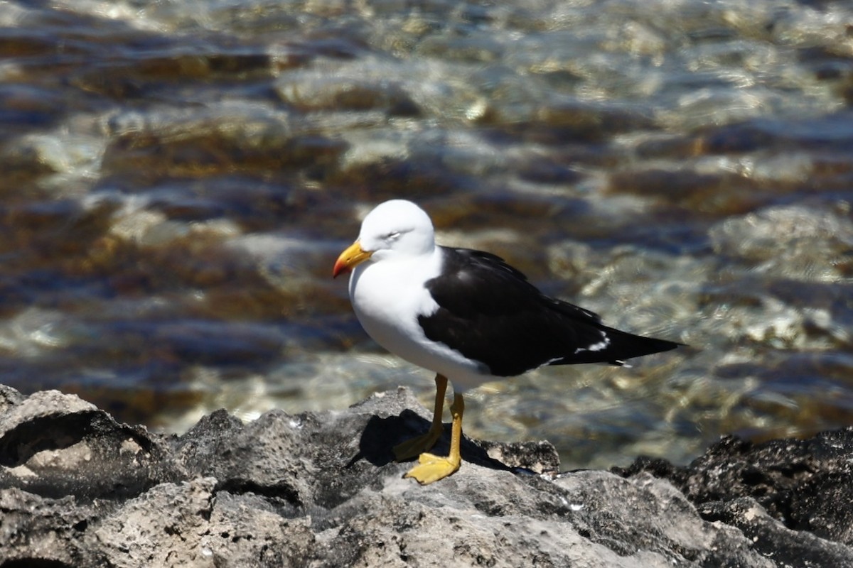 Pacific Gull - ML646751590