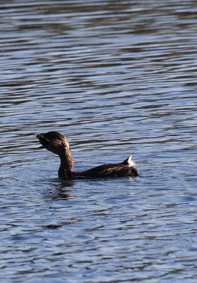 Grèbe à bec bigarré - ML646751593