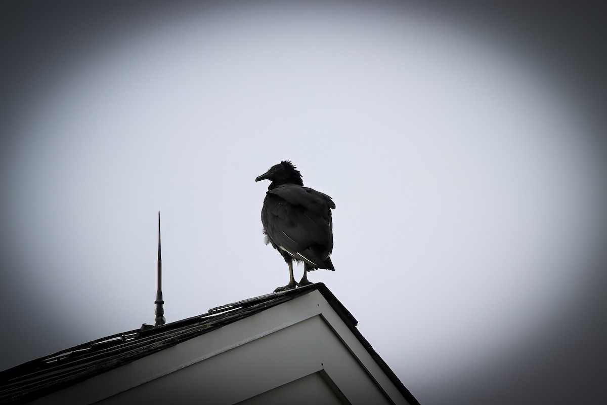 Black Vulture - ML646751594