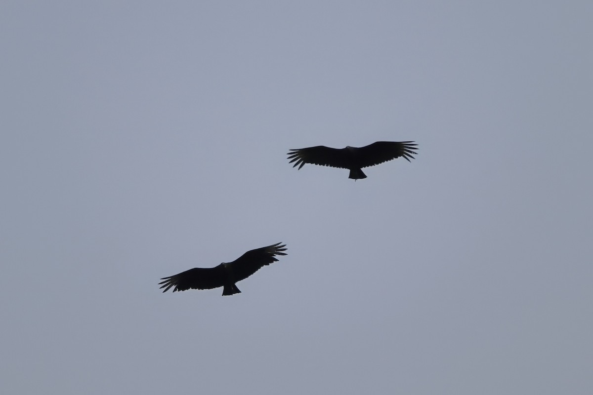 Black Vulture - ML646751595