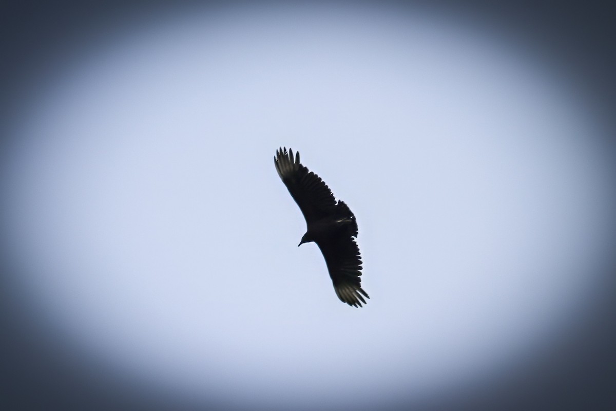 Black Vulture - ML646751596