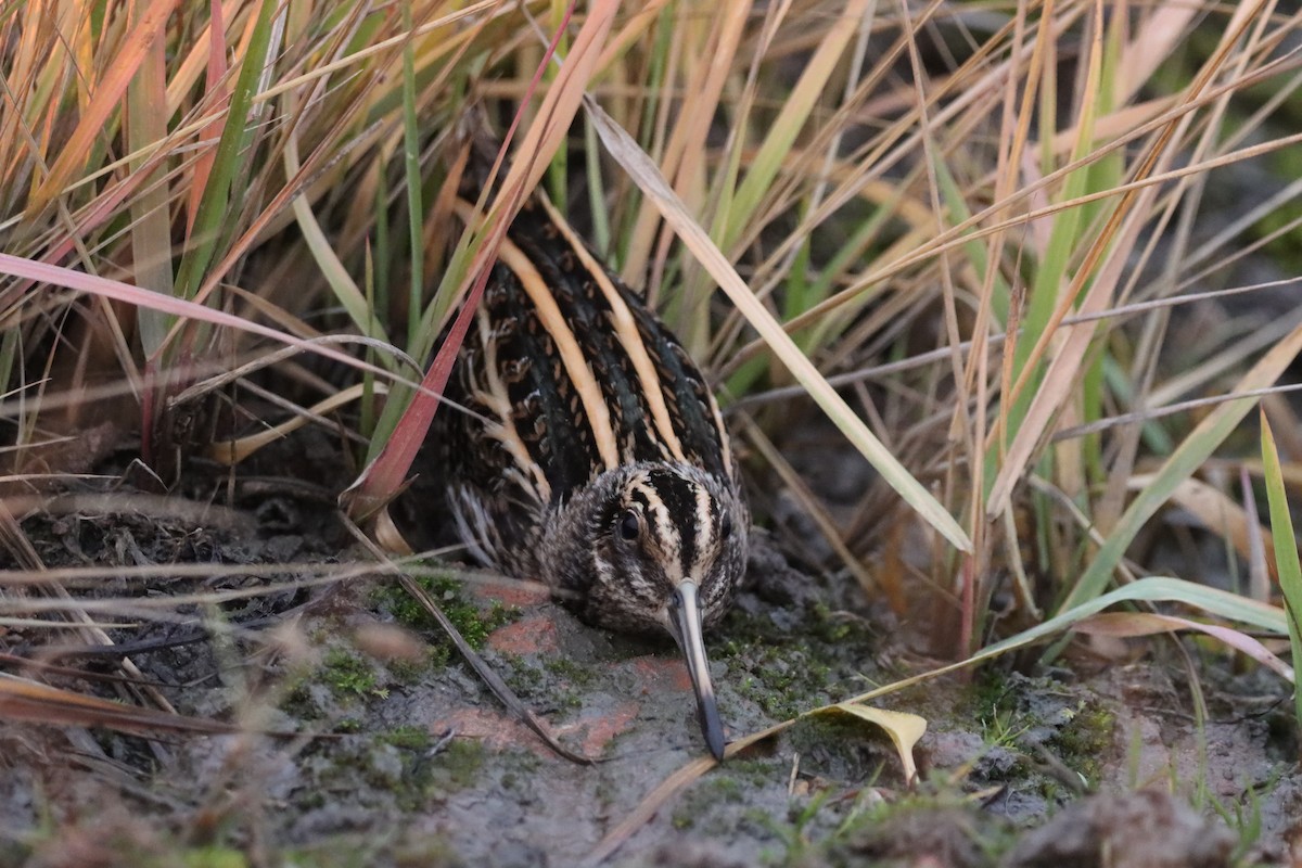 Jack Snipe - ML646751597