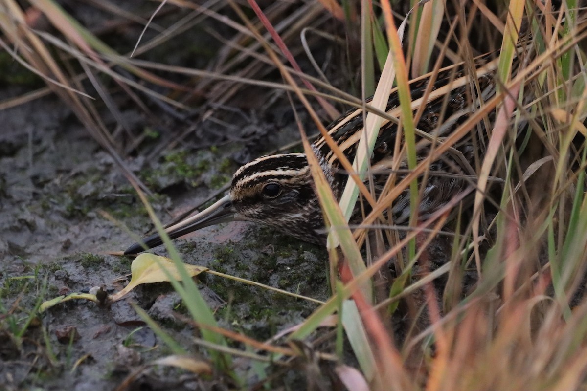 Jack Snipe - ML646751600