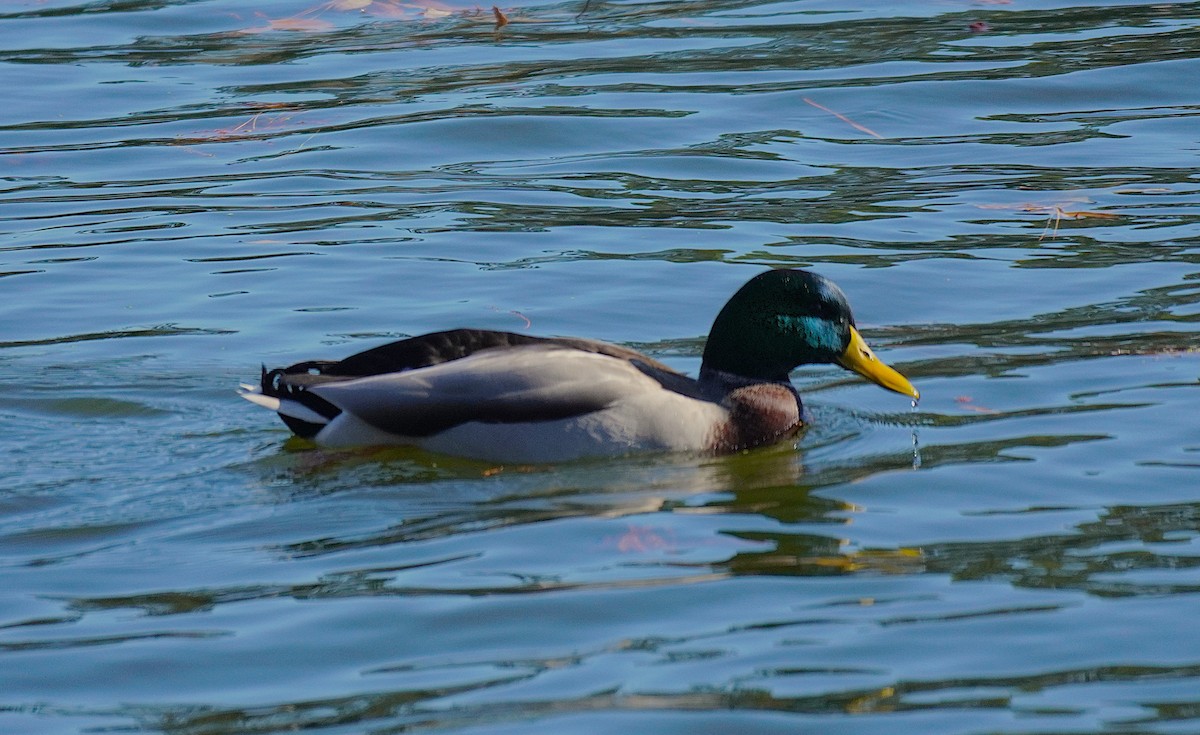 Mallard - ML646751603