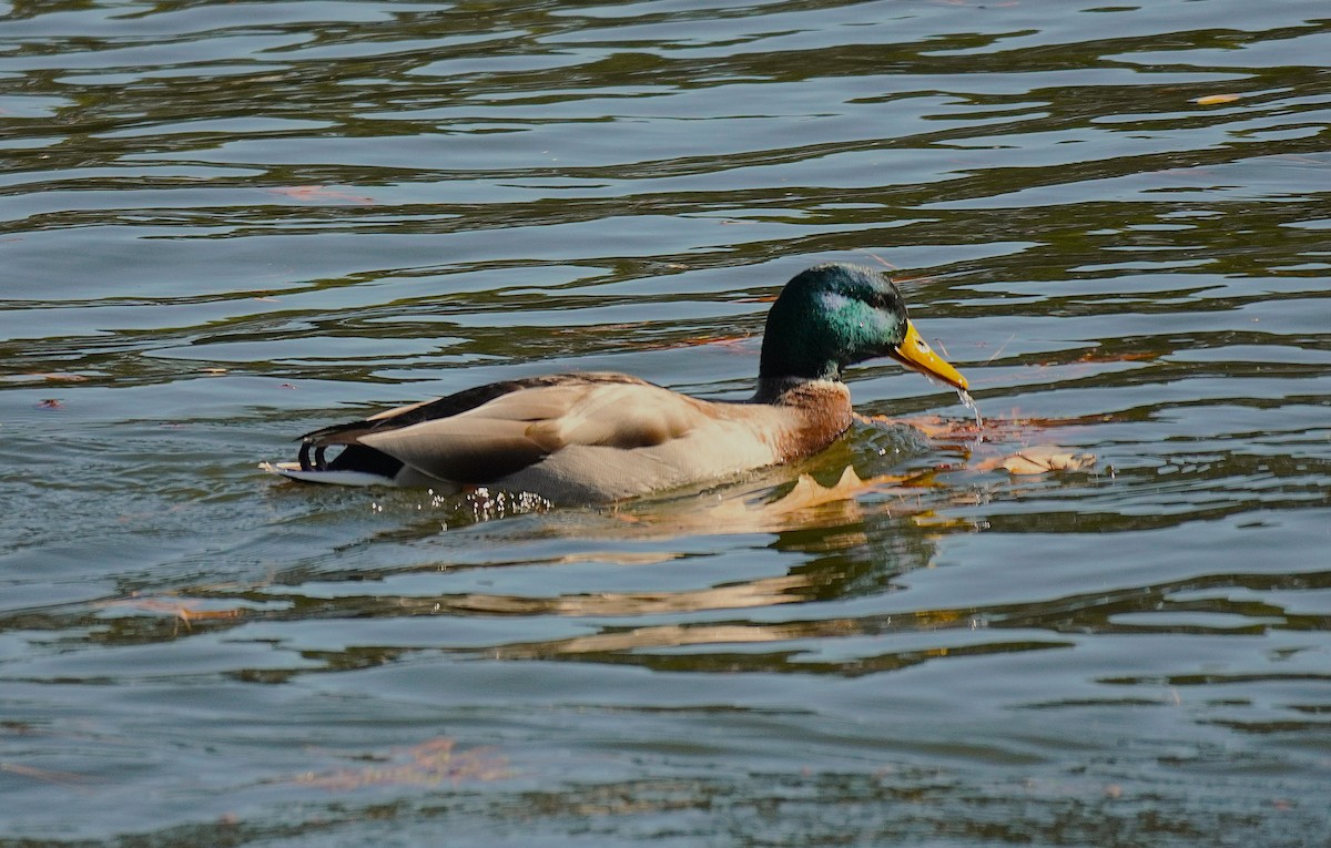 Mallard - ML646751604