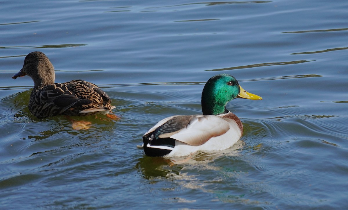 Mallard - ML646751605