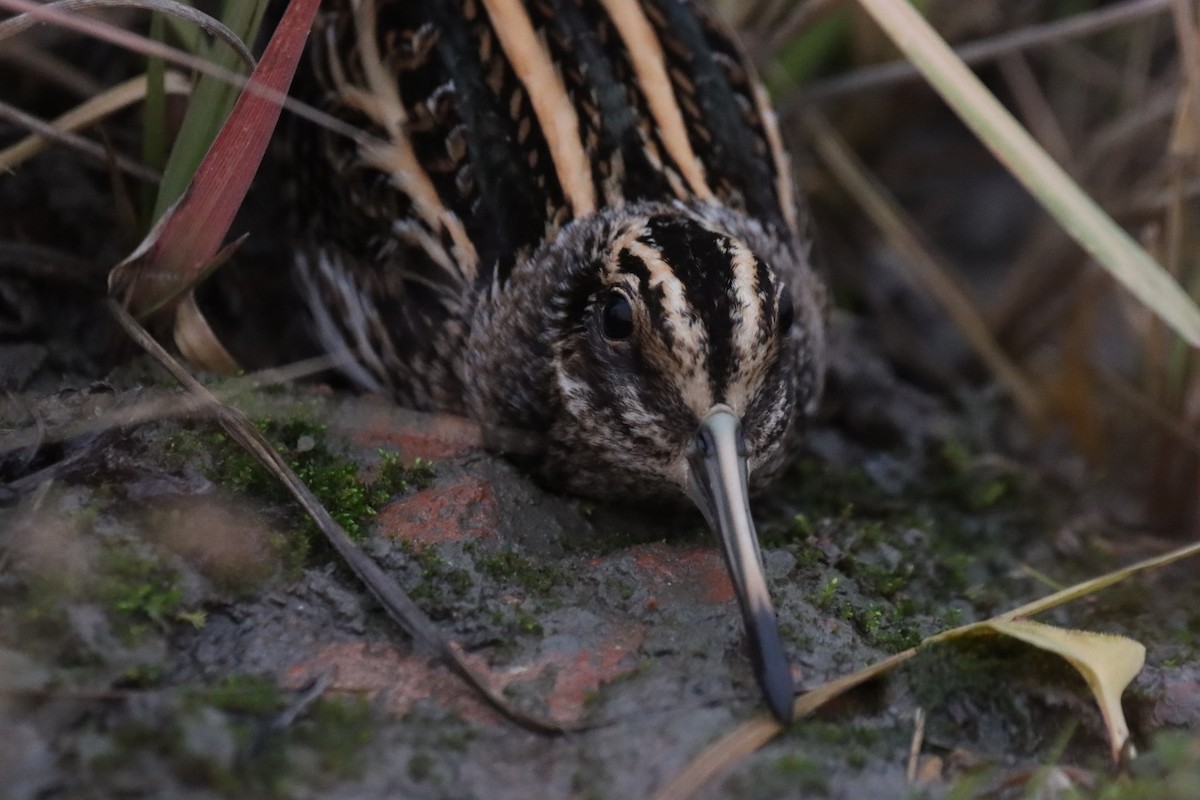 Jack Snipe - ML646751606