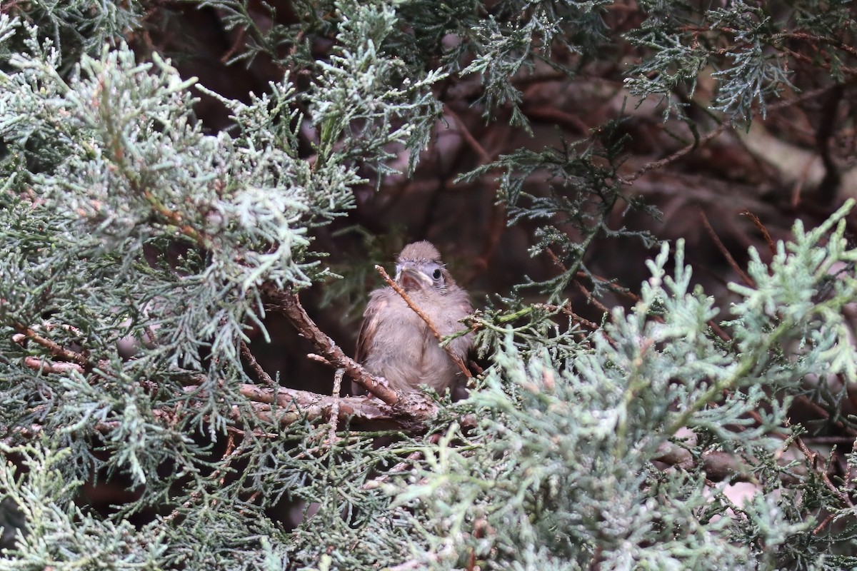 Northern Cardinal - ML646751607