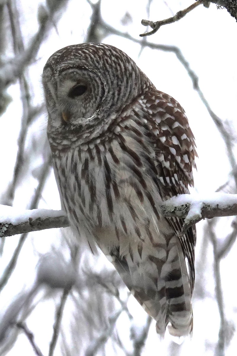Barred Owl - ML646751609