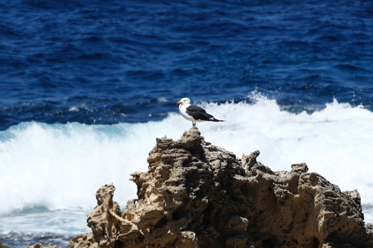 Pacific Gull - ML646751610