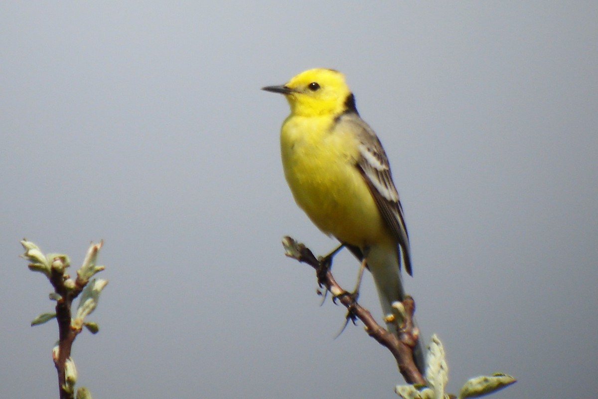 Citrine Wagtail - ML646751611