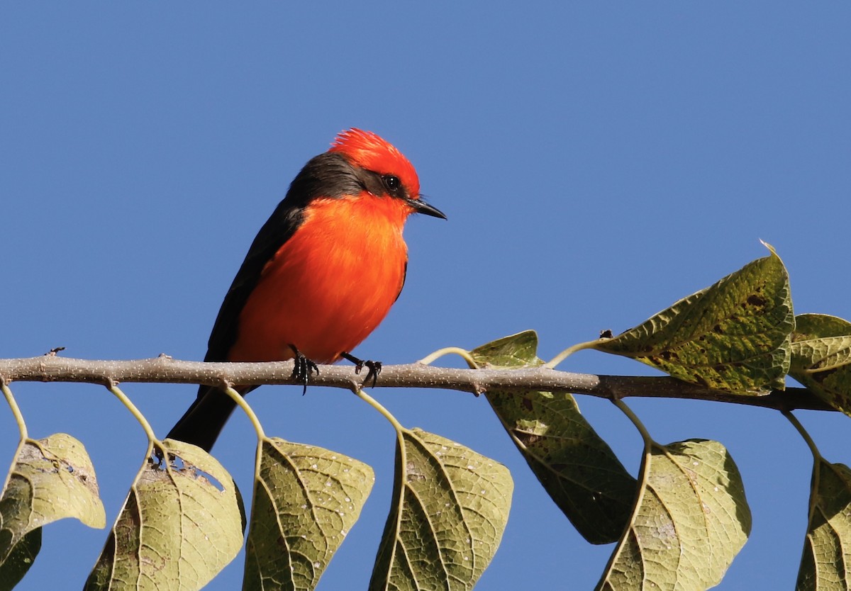 Красный мухолов - ML646751612