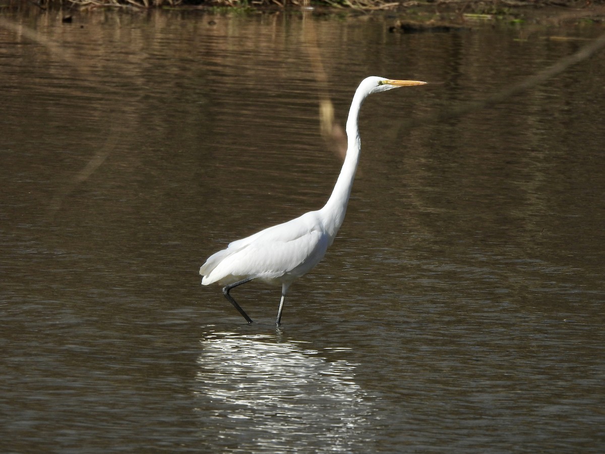Great Egret - ML646751613