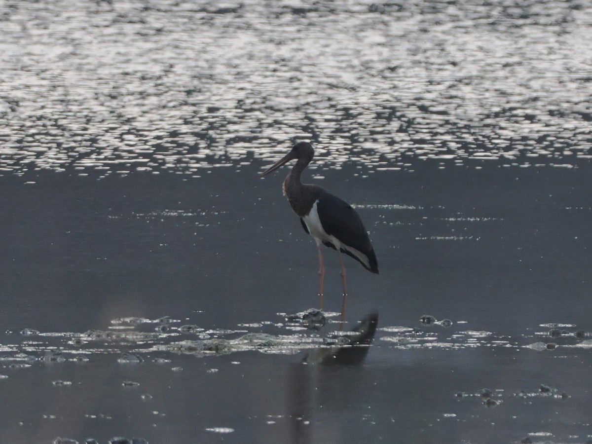 ナベコウ - ML646751616