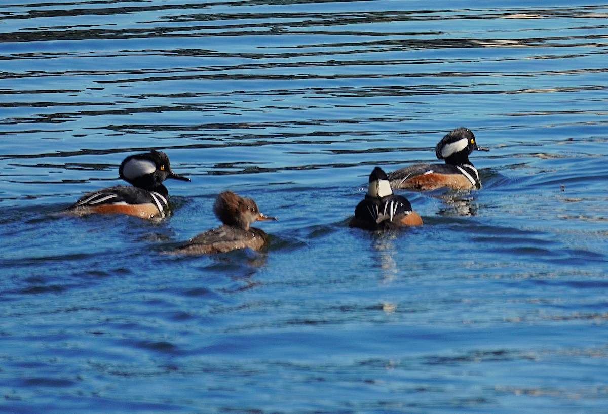 Hooded Merganser - ML646751617