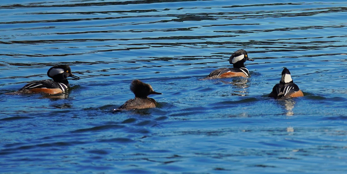 Hooded Merganser - ML646751618
