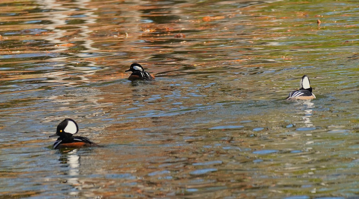 Hooded Merganser - ML646751619