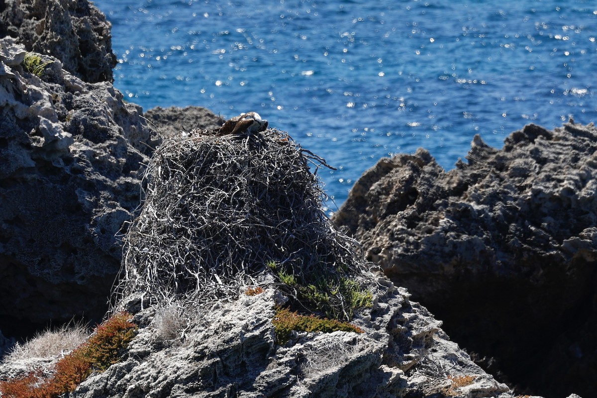 Osprey (Australasian) - ML646751620