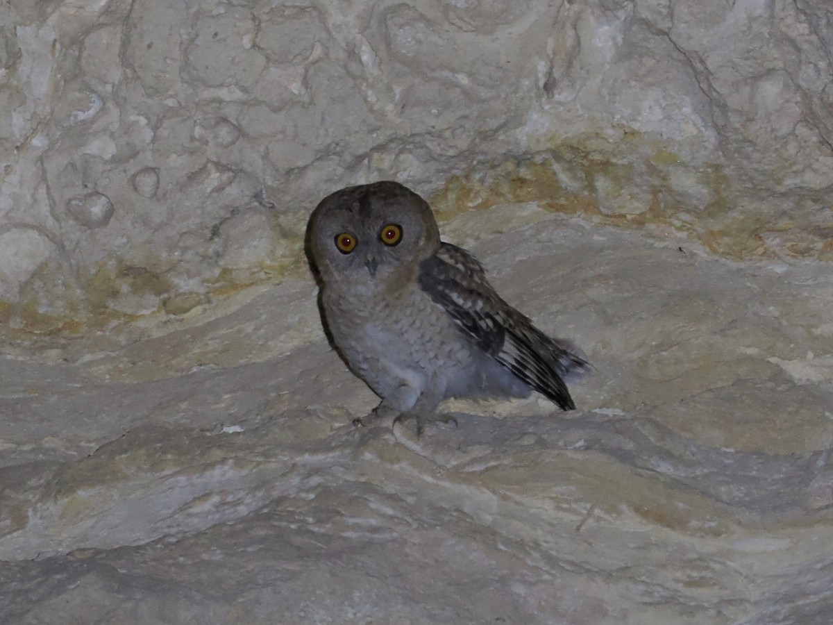 Desert Owl - ML646751621