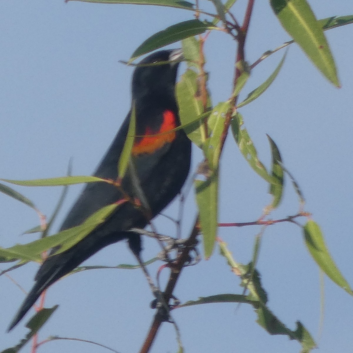 Красноплечий трупиал - ML646751625