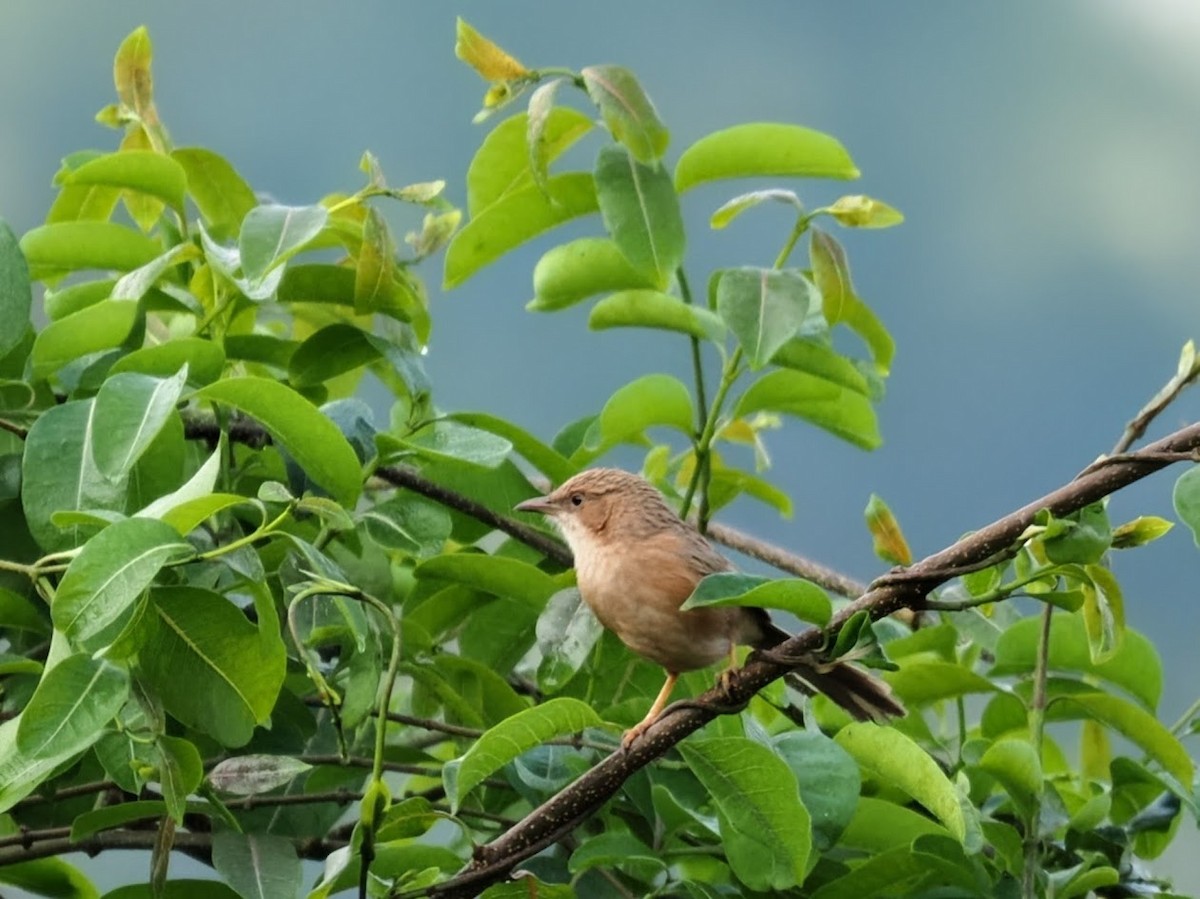 Common Babbler - ML646751642