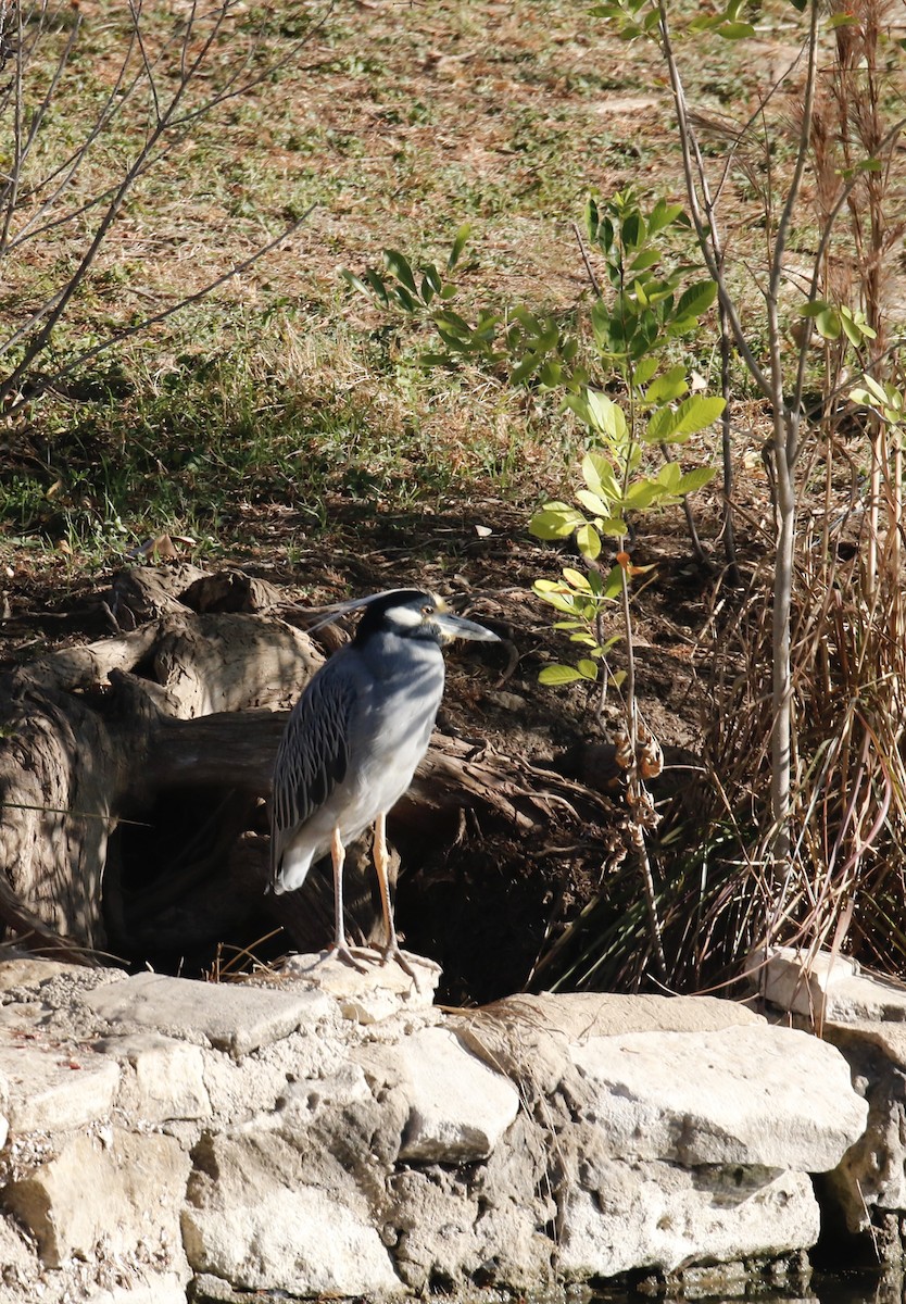 Bihoreau violacé - ML646751644