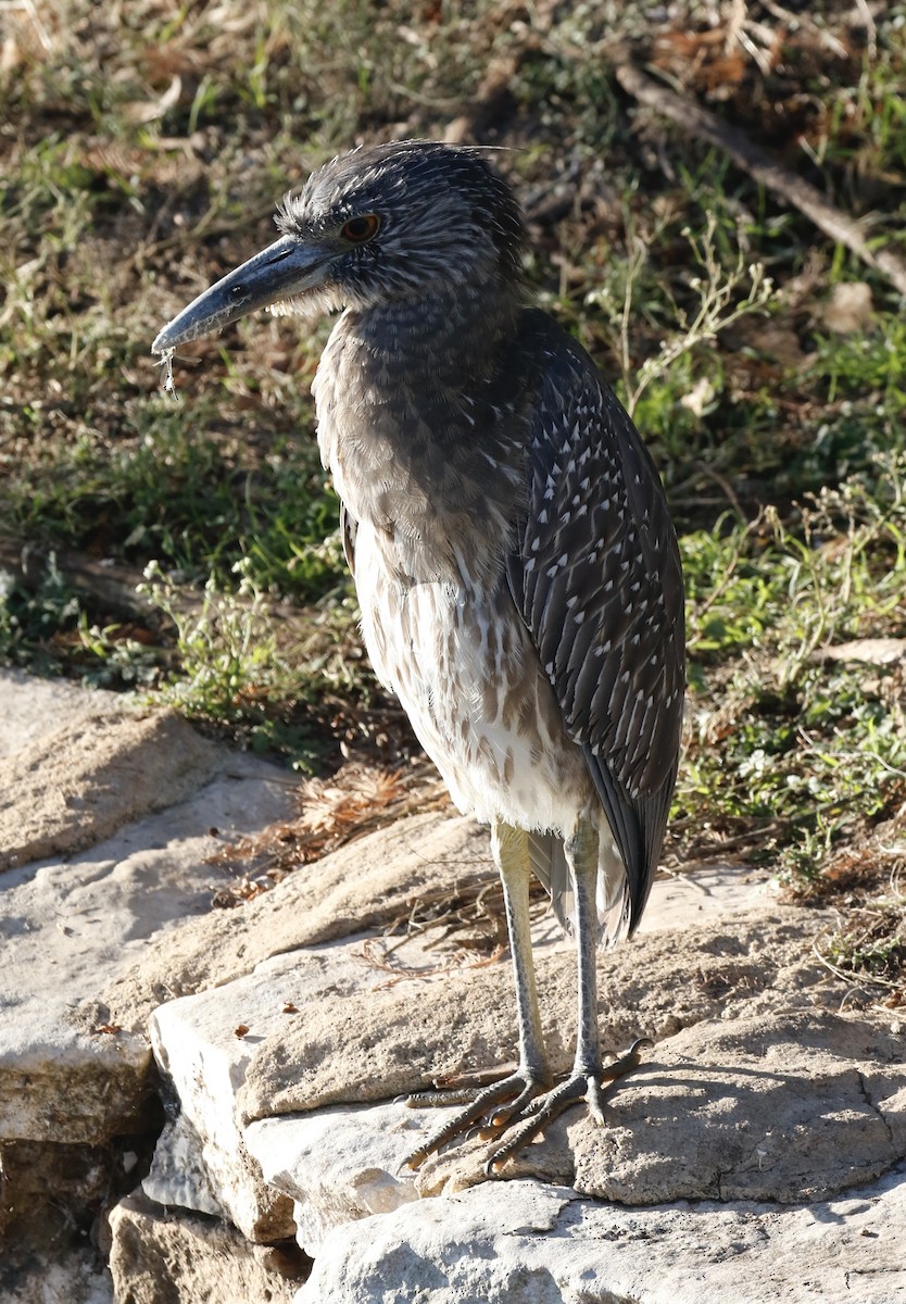 Bihoreau violacé - ML646751645