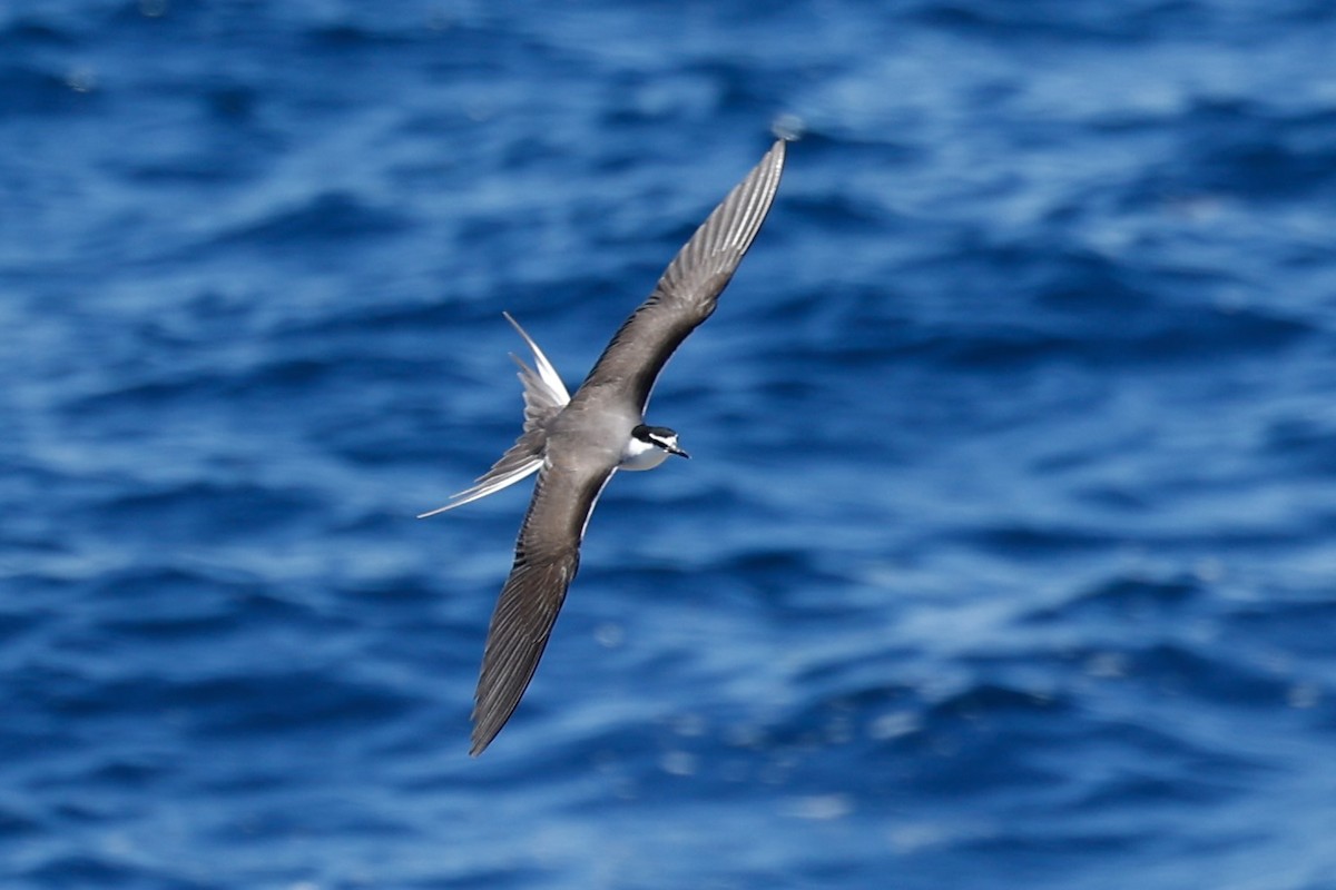Bridled Tern - ML646751647
