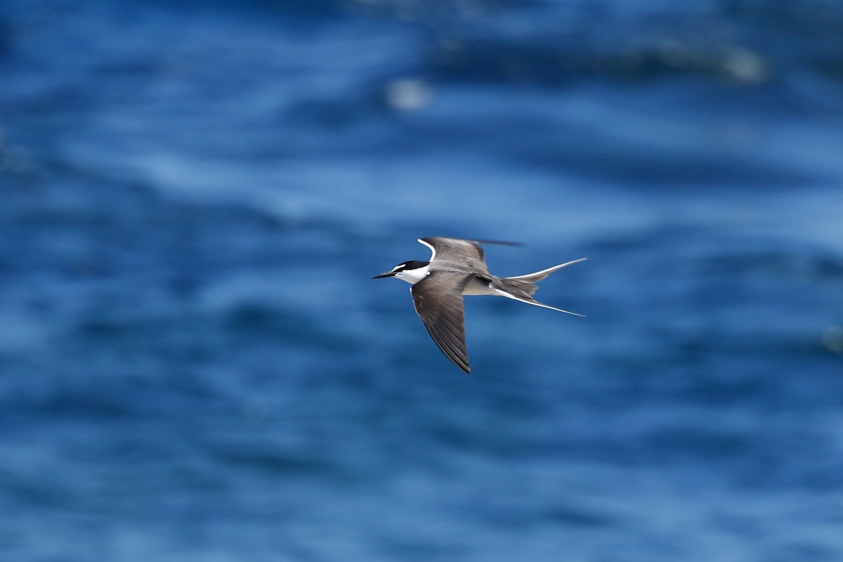 Bridled Tern - ML646751648