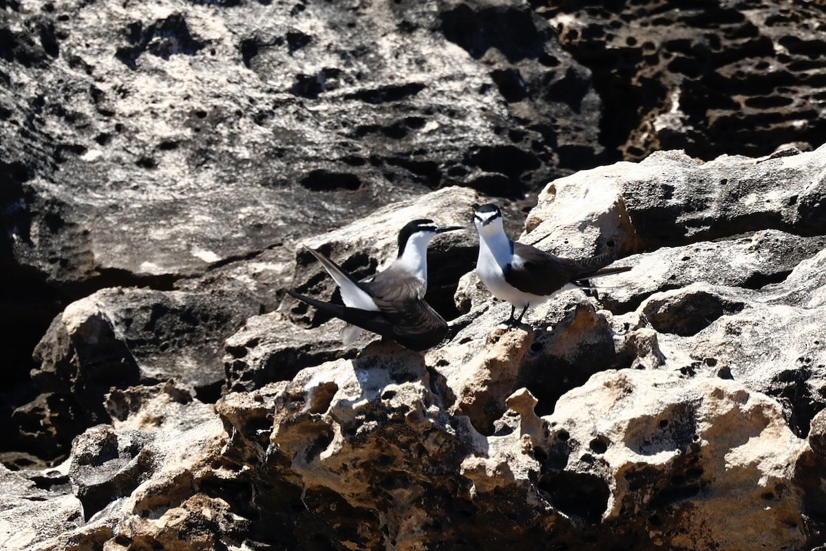 Bridled Tern - ML646751649