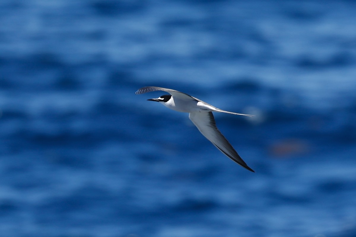Bridled Tern - ML646751650