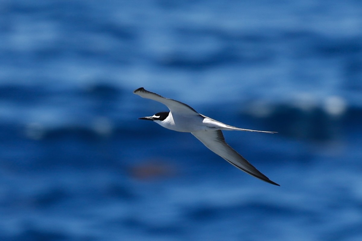 Bridled Tern - ML646751651