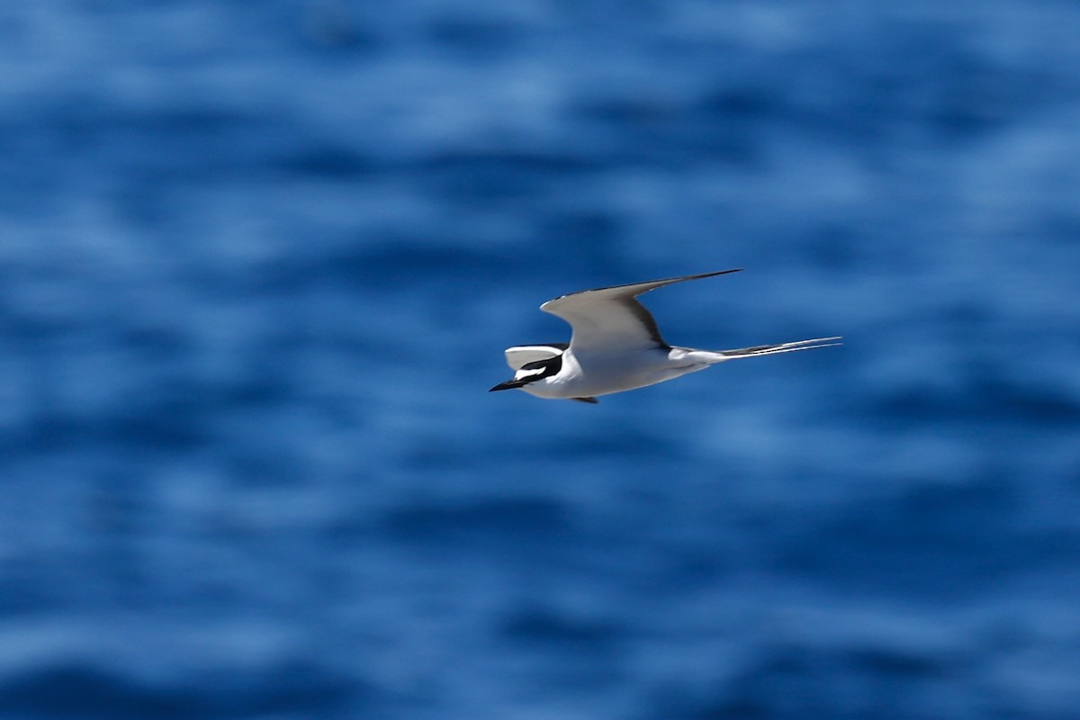 Bridled Tern - ML646751652
